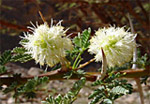 fiore di Acacia