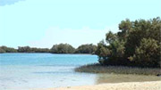 mangrovie